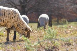 schapen begrazing in de Cordoba bergen in Argentinië foto