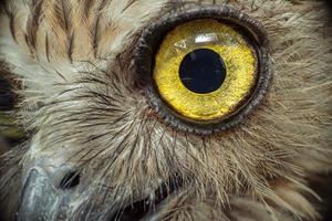 detailopname ogen van een uil vogel foto