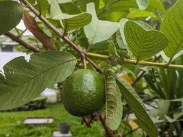 een dichtbij omhoog van psidium guajava fruit. voor achtergrond of behang. Nee mensen foto