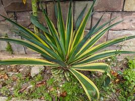 een dichtbij omhoog van agave americana fabriek foto