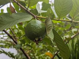 een dichtbij omhoog van psidium guajava fruit. voor achtergrond of behang. Nee mensen foto