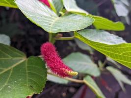 een dichtbij omhoog van acalypha hipsida foto