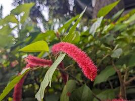 een dichtbij omhoog van acalypha hipsida foto