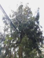 een casuarina equisetifolia boom foto