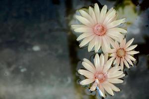 wijnoogst bloemen. roze mystiek chrysant in donker water. bloemen achtergrond. foto