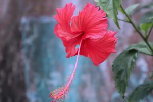 rood hibiscus bloem detail, Aan een groen achtergrond. in de tropisch tuin. foto