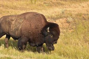 zwervend Amerikaans buffel in hoog grassen in de zomer foto