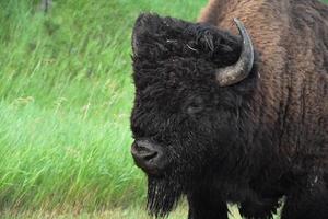 verbijsterend kijken direct in de gezicht van een bizon foto