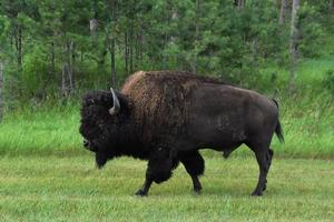 kant profiel van een Amerikaans buffel in zuiden dakota foto