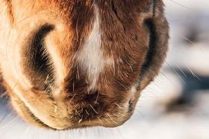 muilezel van een bruin IJslands paard foto