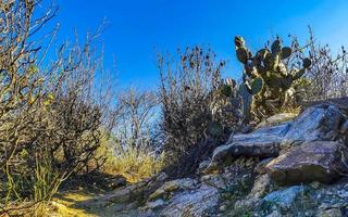 rotsen kliffen overwoekerd met natuur planten bomen struiken bloemen cactussen. foto