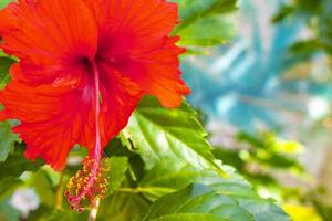 rood mooi hibiscus bloem struik boom fabriek in Mexico. foto