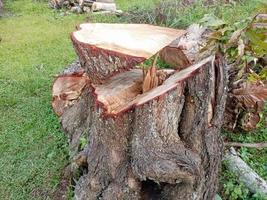 dichtbij omhoog van mahonie bomen hebben geweest besnoeiing naar beneden foto