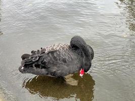 een close up van een zwarte zwaan foto