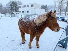 paarden in de sneeuw in IJsland foto