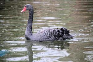 uitzicht op een zwarte zwaan foto