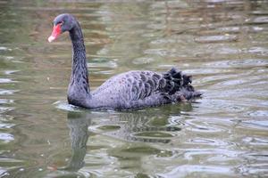 uitzicht op een zwarte zwaan foto