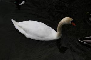 uitzicht op een knobbelzwaan in londen foto