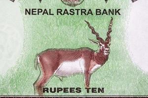 antilope van nepalese roepie foto