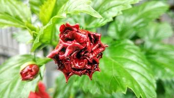 rood bloem natuur fabriek foto