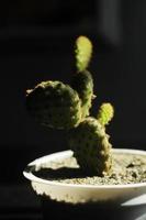 groen cactus in wit rood zwart decor pot modieus creatief concept foto