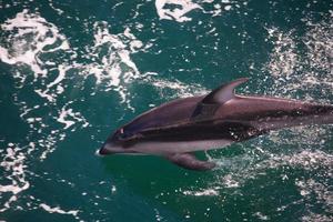 gebochelde walvis jumping Aan de water. de walvis is sproeien water en klaar naar vallen Aan haar rug. gebochelde walvissen grote Oceaan oceaan. afbeeldingen van zee schepsels leven in natuur en mooi oceaan. foto