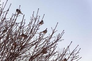 vogelstand Aan een kaal boom tegen een blauw lucht. foto