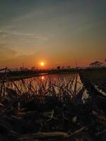 de ochtend- zon met keer bekeken van de ambarawa rijst- velden foto