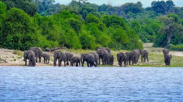 olifant kudde komt naar de oever van de rivier van chobe rivier- botswana foto