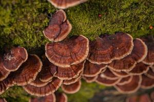 bruin polypore paddestoel Aan de gedaald boom tropisch Woud wanneer regenachtig seizoen. de foto is geschikt naar gebruik voor natuur achtergrond, wild leven poster en botanisch inhoud media.