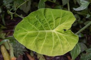 structuur en oppervlakte van groen blad wild fabriek Aan de tropisch Woud. foto is geschikt naar gebruik voor natuur achtergrond, botanisch poster en natuur inhoud media.