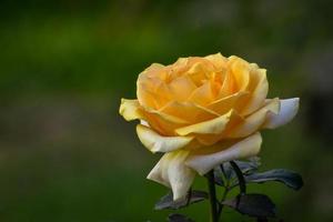 detailopname van een mooi geel roos in natuur foto