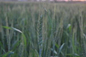 groen tarwe veld- panorama, tarwe veld, gewassen veld- foto