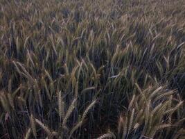 groen tarwe veld- panorama, tarwe veld, gewassen veld- foto