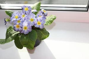 foto sleutelbloem primula blauw wit gestreept