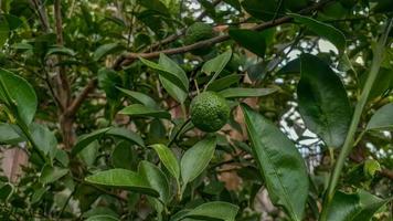 limoenen boom in de tuin zijn uitstekend bron van vitamine c.groen biologisch limoen citrus fruit hangende Aan boom. foto