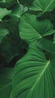 homalomena is geclassificeerd net zo een Woud fabriek dat kan worden gecultiveerd net zo een sier- plant, met breed, mooi groen bladeren foto