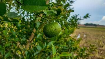 limoenen boom in de tuin zijn uitstekend bron van vitamine c.groen biologisch limoen citrus fruit hangende Aan boom. foto