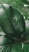 bladeren van spathiphyllum kannifolium, abstract groen donker textuur, natuur achtergrond, tropisch blad foto