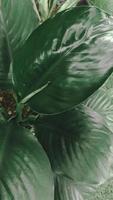 bladeren van spathiphyllum kannifolium, abstract groen donker textuur, natuur achtergrond, tropisch blad foto