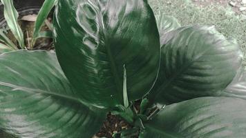 bladeren van spathiphyllum kannifolium, abstract groen donker textuur, natuur achtergrond, tropisch blad foto