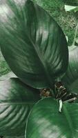 bladeren van spathiphyllum kannifolium, abstract groen donker textuur, natuur achtergrond, tropisch blad foto