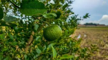 limoenen boom in de tuin zijn uitstekend bron van vitamine c.groen biologisch limoen citrus fruit hangende Aan boom. foto