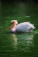 verticaal visie van Super goed wit pelikaan zwemmen, het baden in een dierentuin foto