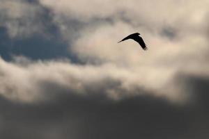 vliegend vogelstand Aan een stormachtig weer en donker wolken foto