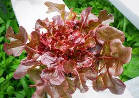 rood sla , rood eik blad groente tuin groeit Aan hydrocultuur systeem boerderij planten Aan water zonder bodem landbouw in de kas biologisch foto