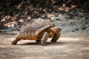 Afrikaanse aangespoorde schildpad close-up schildpad wandelen foto