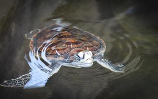 groen schildpad boerderij en zwemmen Aan water vijver karetschildpad zee schildpad weinig foto