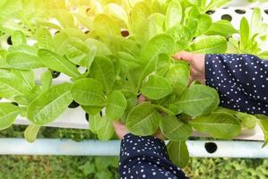 hydrocultuur groenten geoogst van hydrocultuur boerderijen vers groen cos salade groeit in de tuin, vrouw plukken hydrocultuur planten Aan water zonder bodem landbouw biologisch Gezondheid voedsel natuur foto