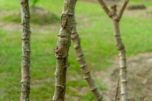 cassave boom. dichtbij omhoog van groeit cassave stam in de tuin. foto